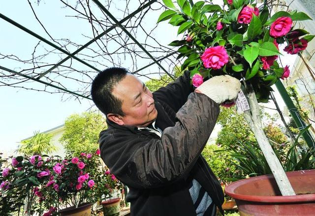 茶花,发财树何时修剪最恰当?当发现这种"枝,再修剪就对了!