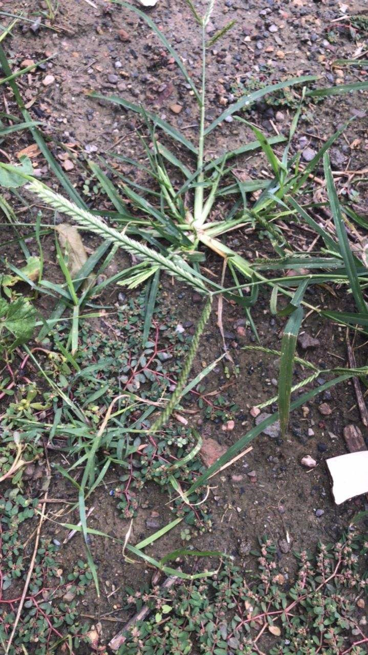 这种荒地野草能泡澡,力大如牛者都拔不动,村里人笑称大屁股草