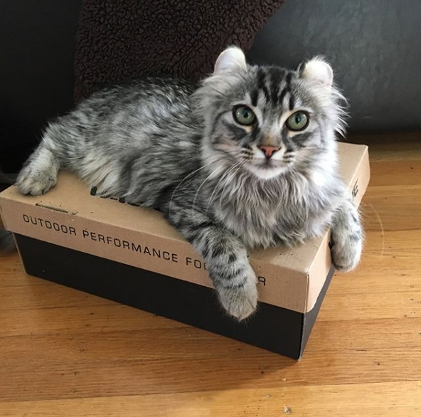 来自美国的美国卷耳猫mellie,有喜欢卷耳猫的快点来撸猫