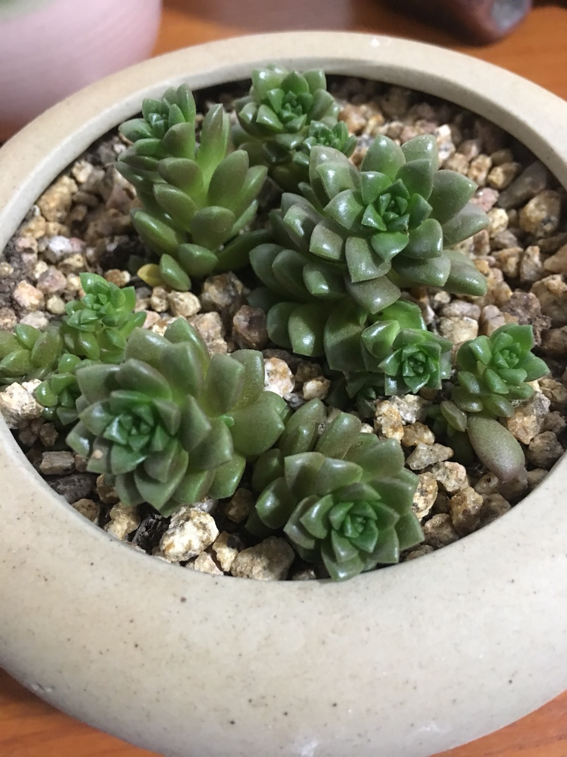 群生多肉植物小玉