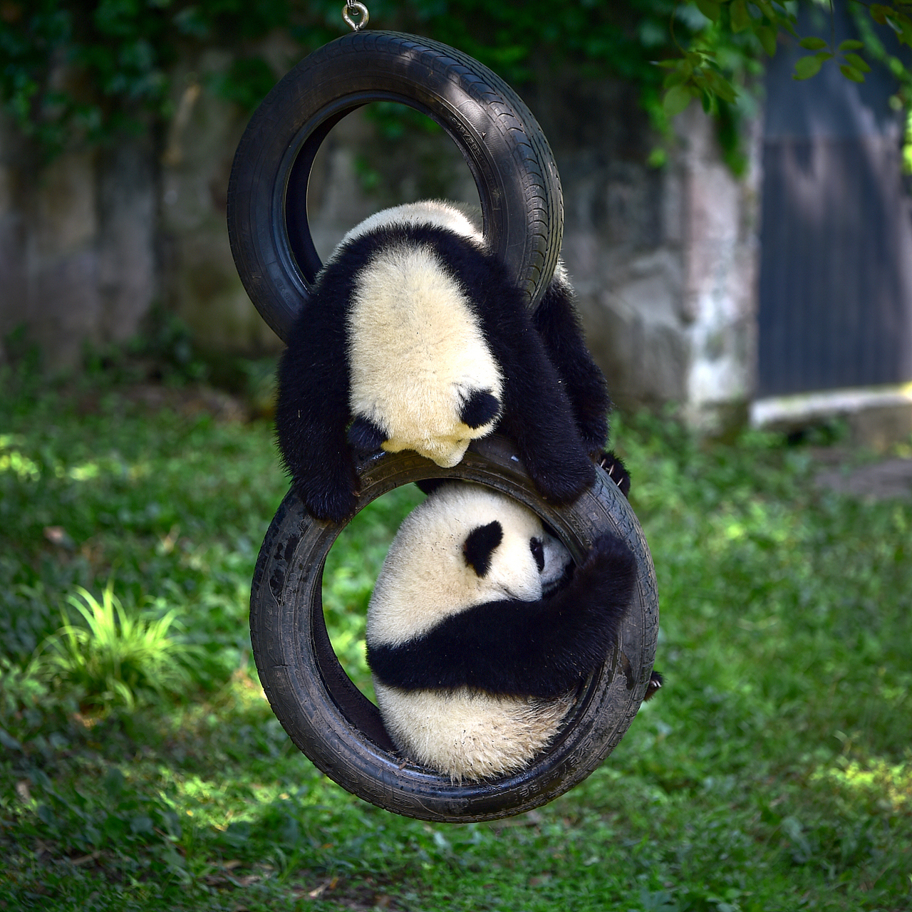 两个熊猫照片图片