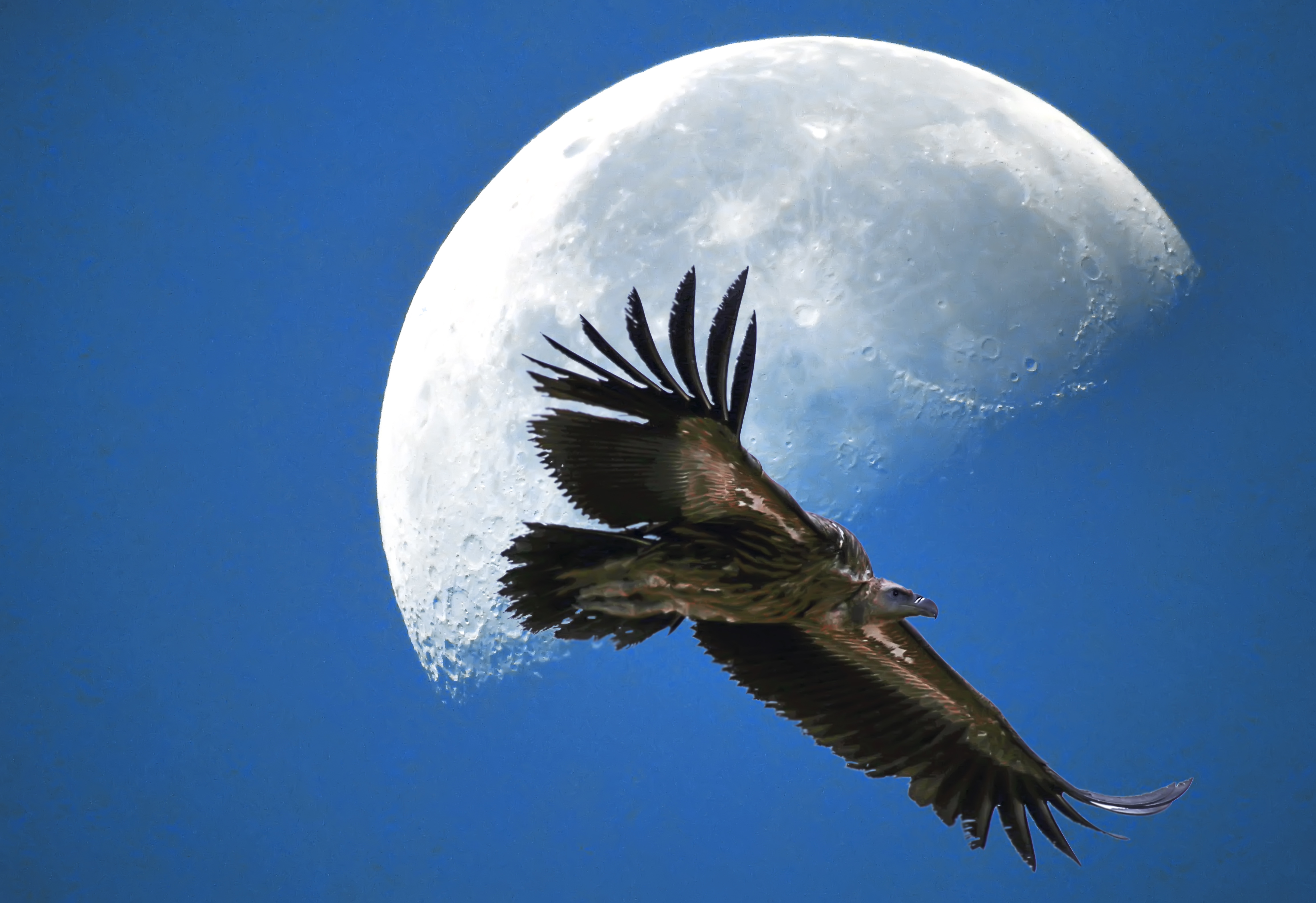 一只雄鹰振翅掠过湖面上空,2000mm长焦将其定格于月中