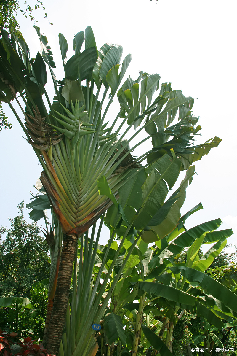 芭蕉树的外形特征及其生长环境