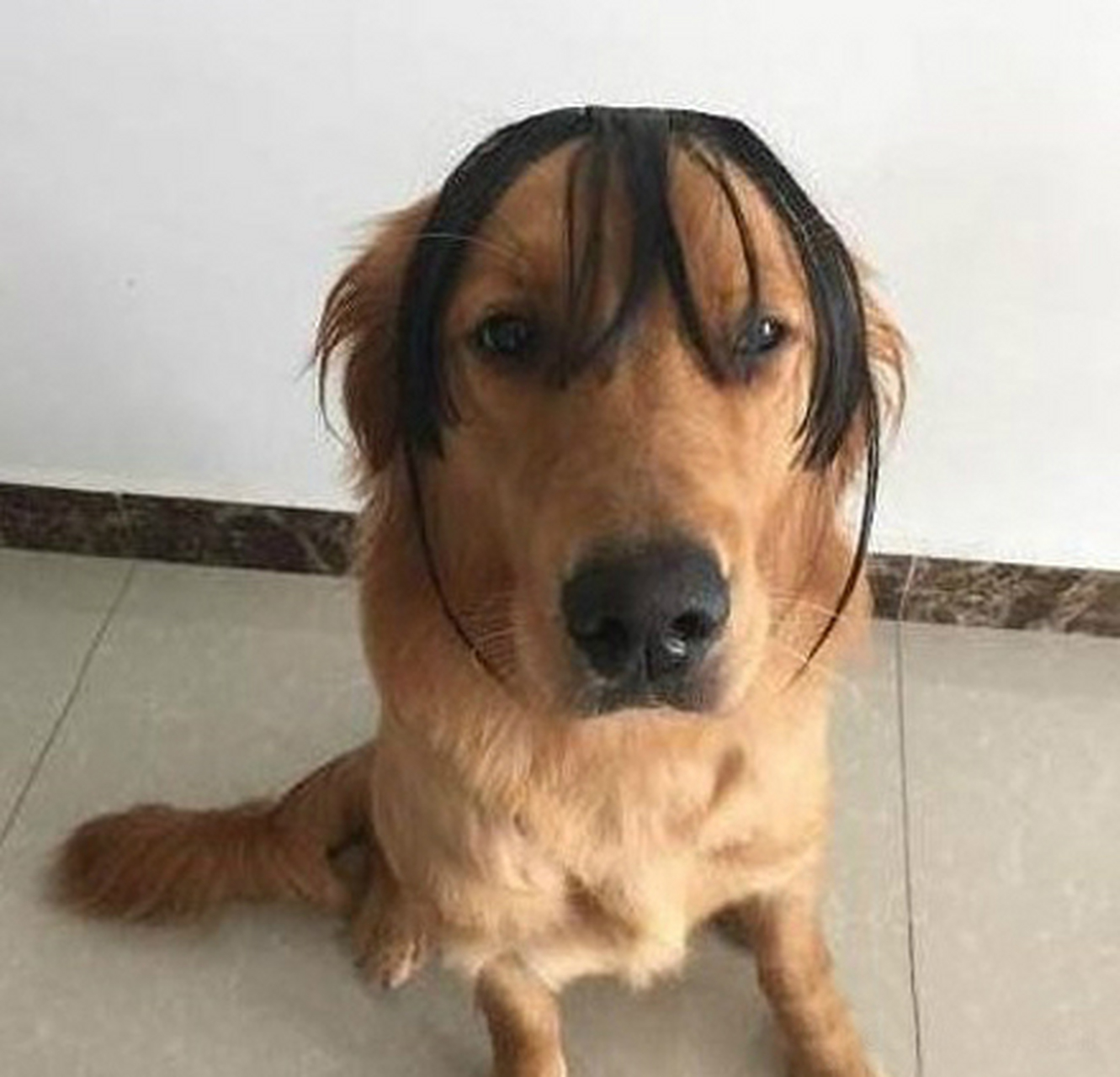 搞笑动物图片:这犀利的三毛发型,逗比死了#万物皆可云# #动态贡献者