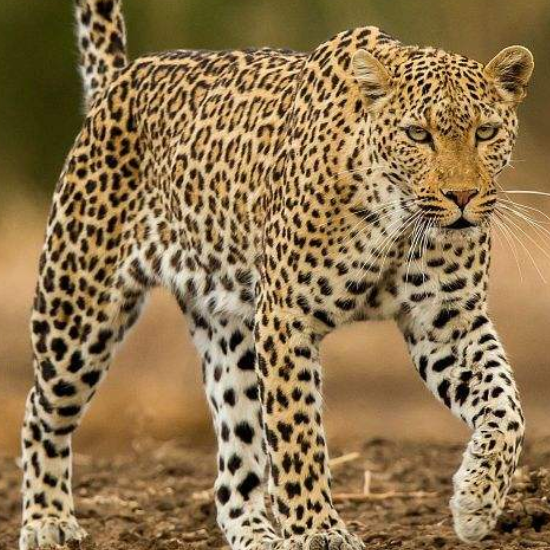 拥有保护色的美洲豹,它们可是捕猎高手,让人不寒而栗呐