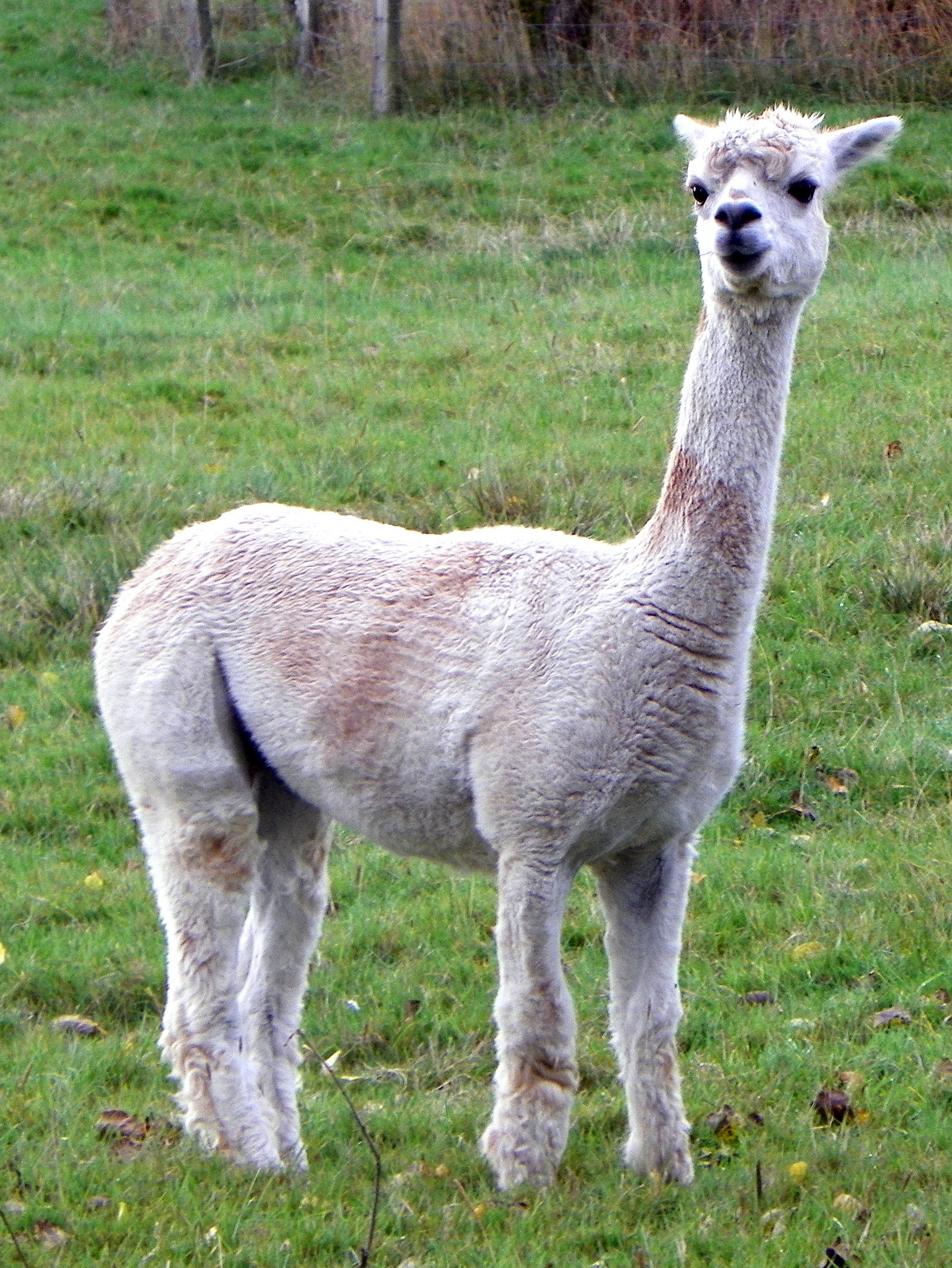 羊驼为什么叫草尼玛