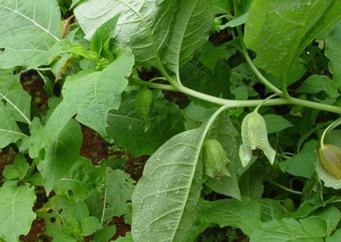 高山这剧毒植物,虽是名贵的"三分三",但用量不能超三两三钱