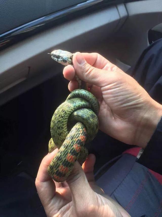 青岛一人家中惊现青花蛇!这季节多发