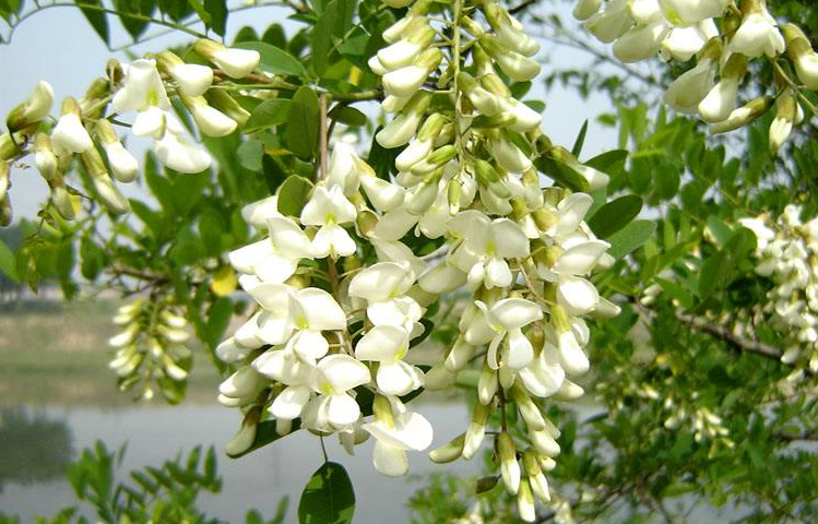 洋槐花:农村槐树上结的花,它却是一道美味!