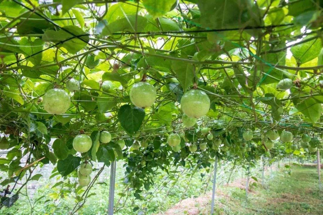 黃金百香果是藤蔓生長植物,所以種植的時候,需要搭建支架