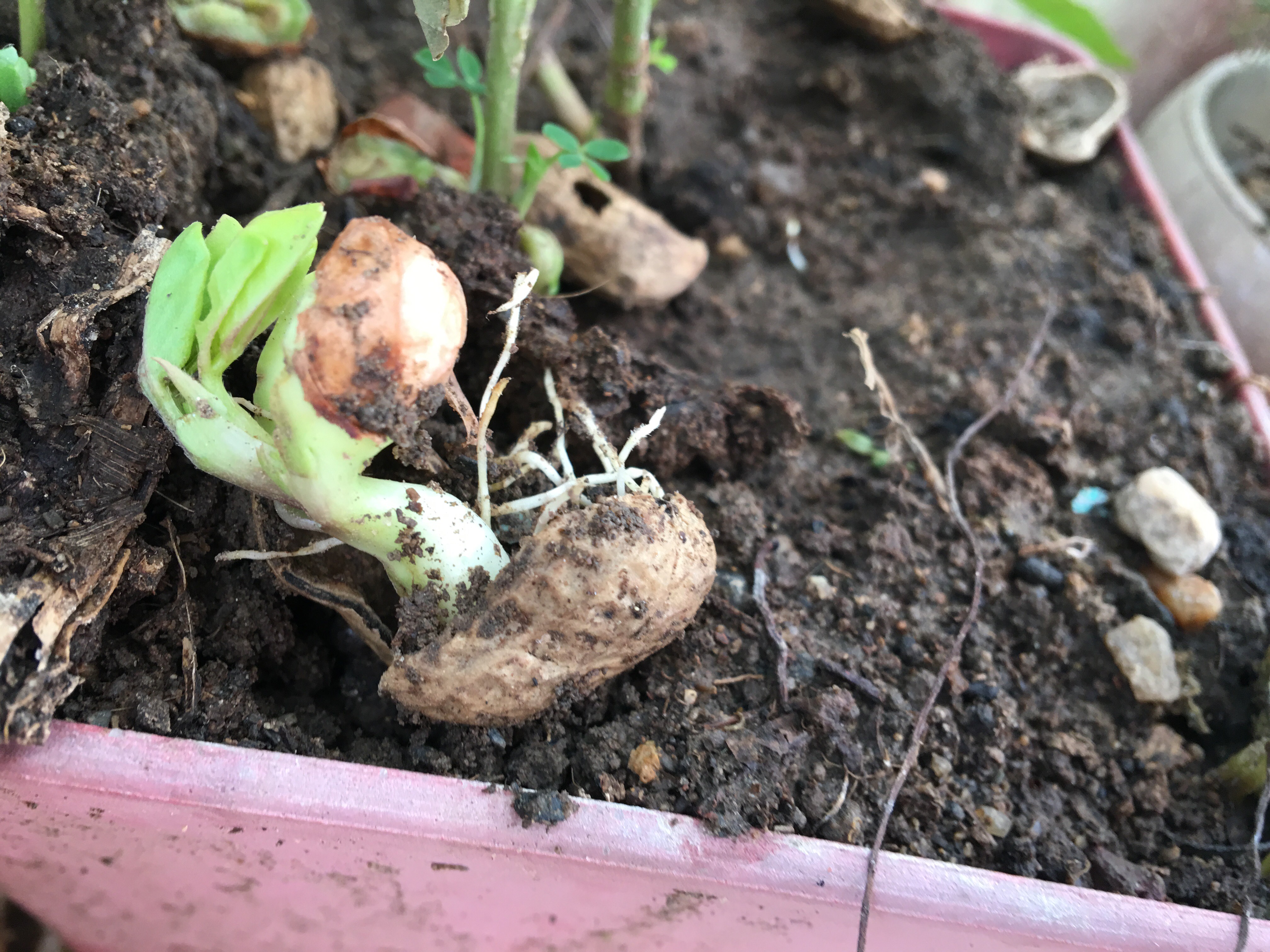 花盆里怎么种花生?10粒花生米,长成绿油油小盆景,秋天收获不错