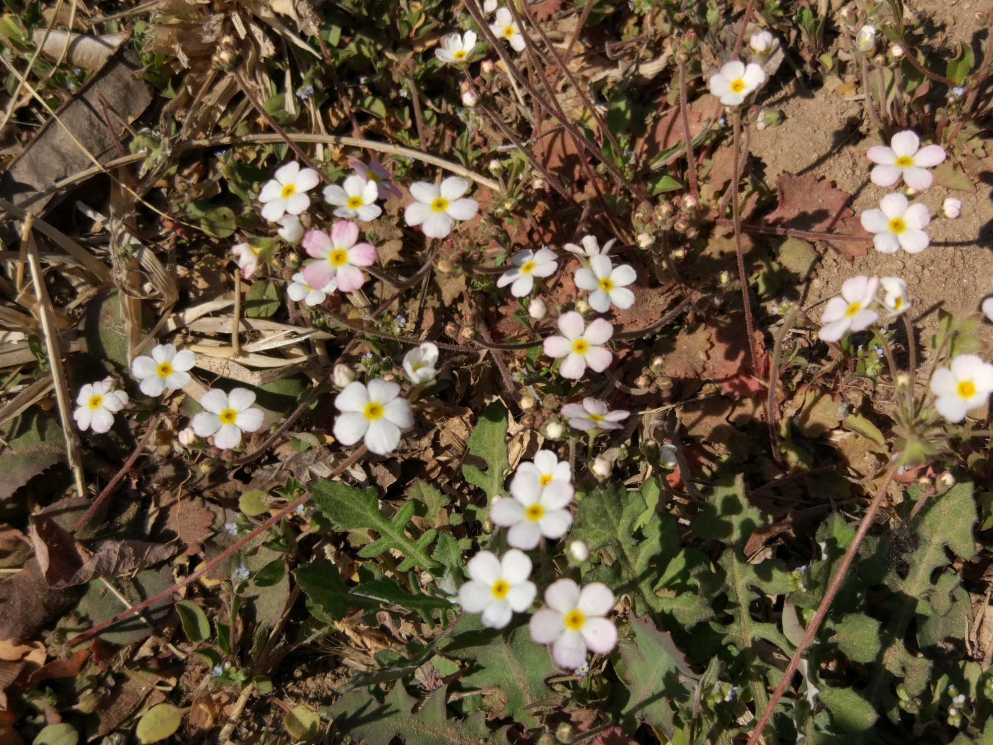 点地梅‖白色的一种像满天星的野花