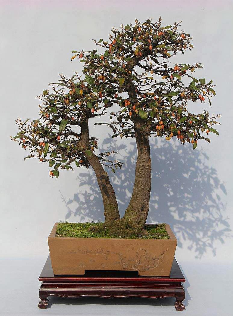 儿时爱吃的"羊奶子",现才知是昂贵盆景"胡颓子",日本市场大