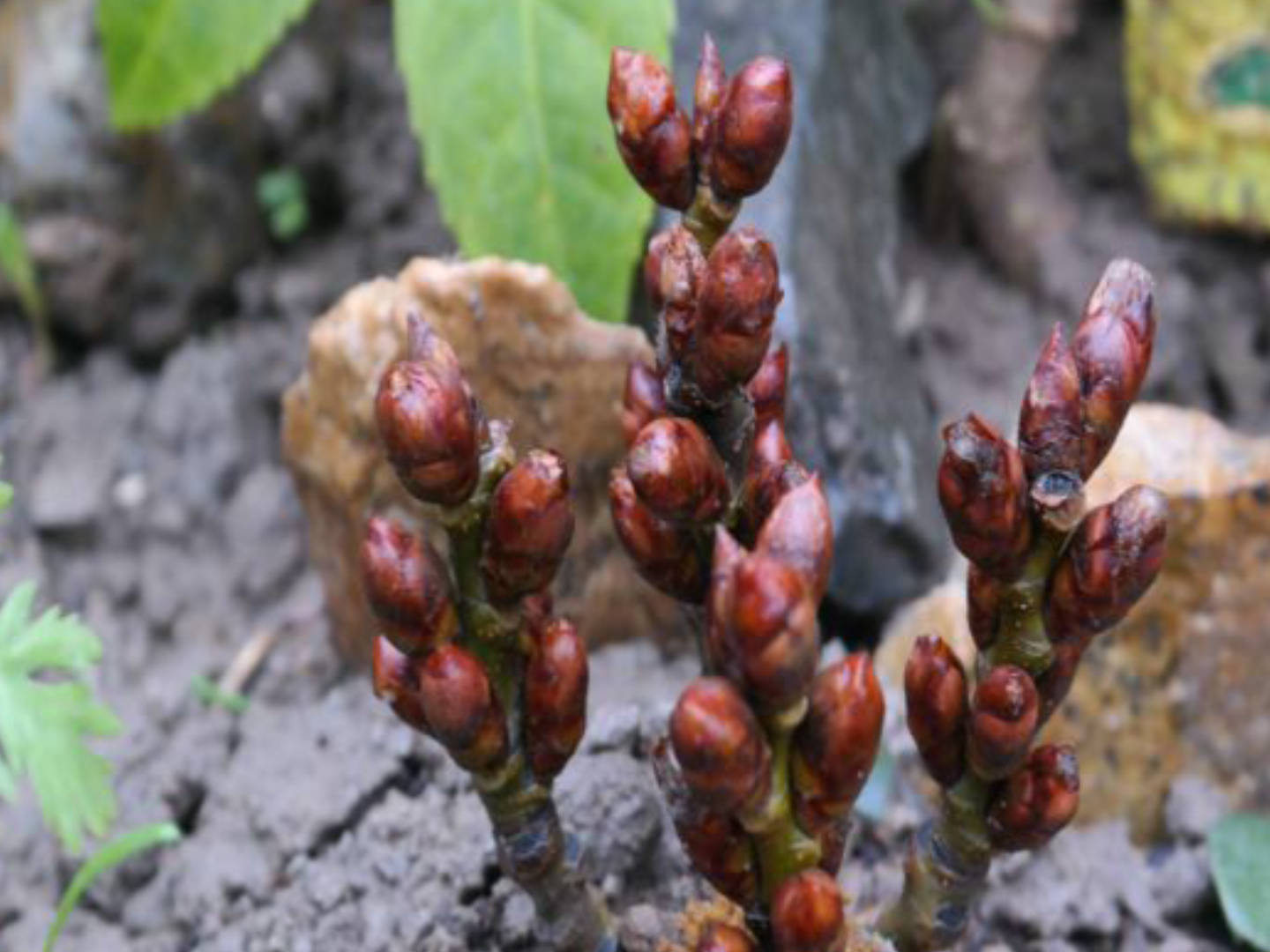 小伙发现农村"杨树芽",一斤回收30元,成功后臭名远扬