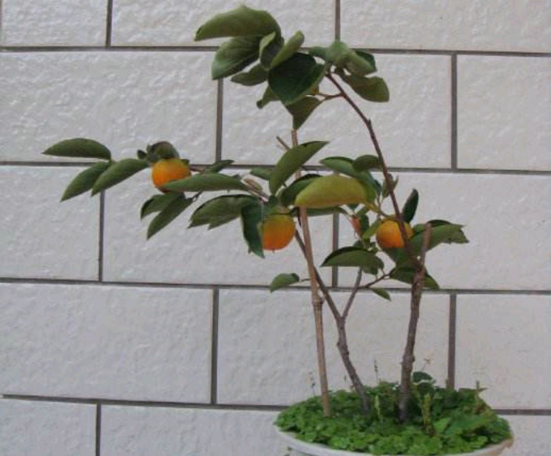这样做,打造出最美柿子盆景,来看看吧!