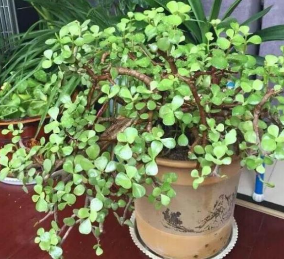 盆栽马齿苋,一根枝条就能长成老桩,方法简单,越养越值钱!