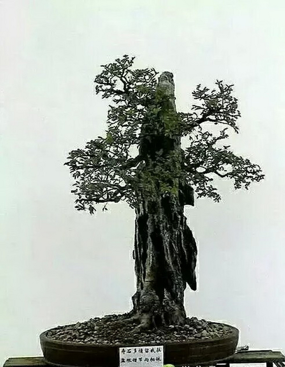 盆景口诀系列分享:苏派盆景"六台三托一顶"的整形法#动态贡献者奖励