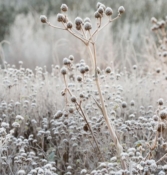 寒冬下观赏草,美如仙境!