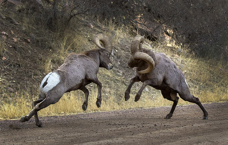 为爱决斗!美国两大角公羊为争配偶苦斗6小时