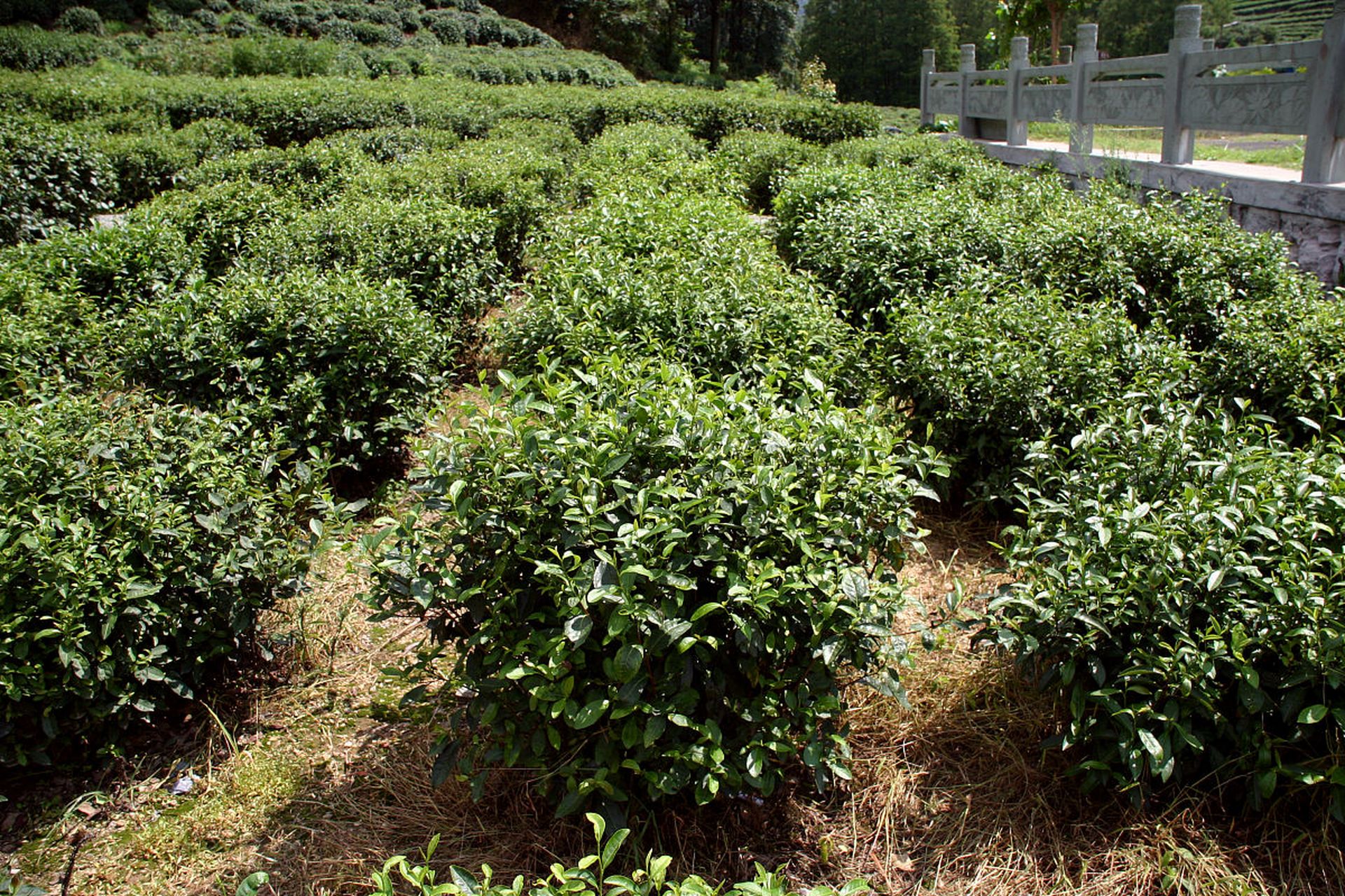 小叶福建茶养殖方法和注意事项包括:土壤选择要肥沃,排水良好并富含有