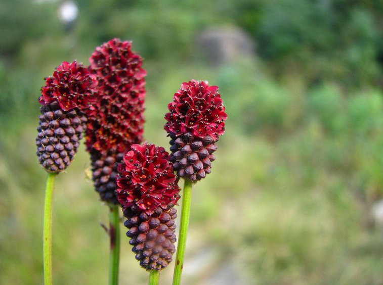 中国荒野维生食物之野菜系列:地榆