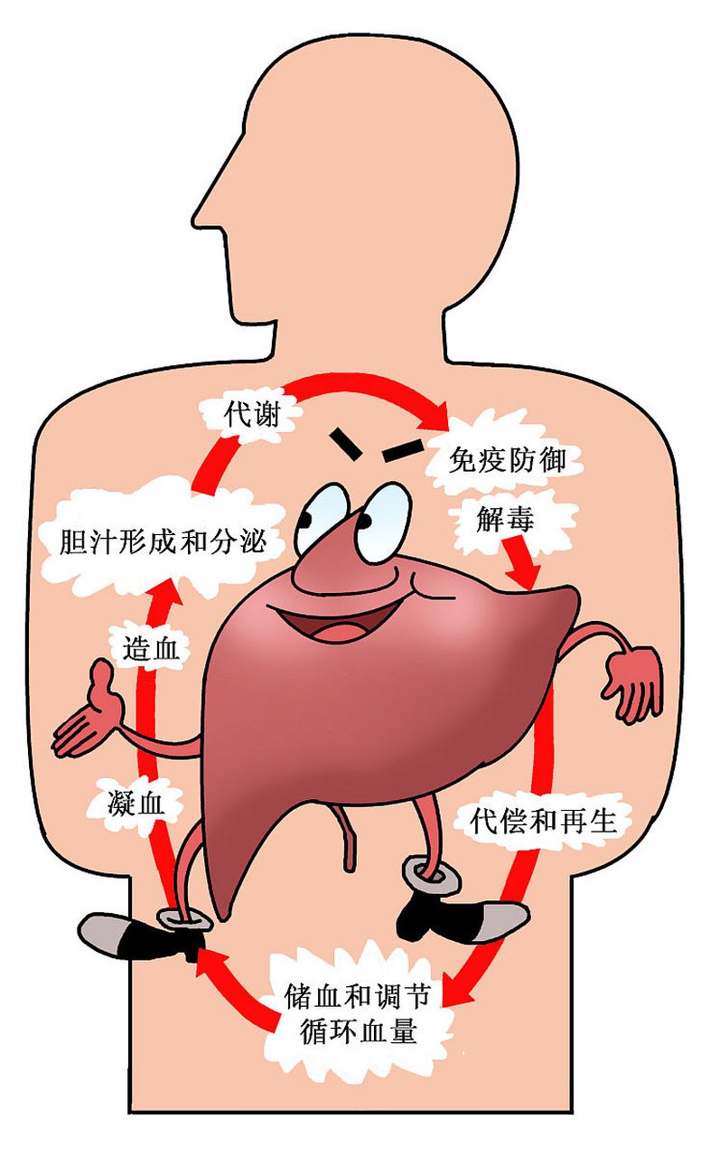 肝硬化机制图图片