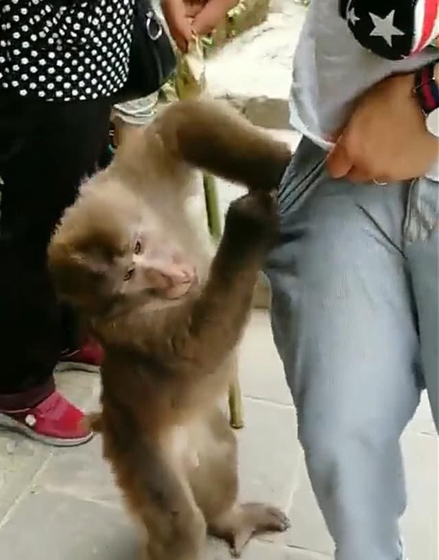 峨眉山猴子打劫女游客图片