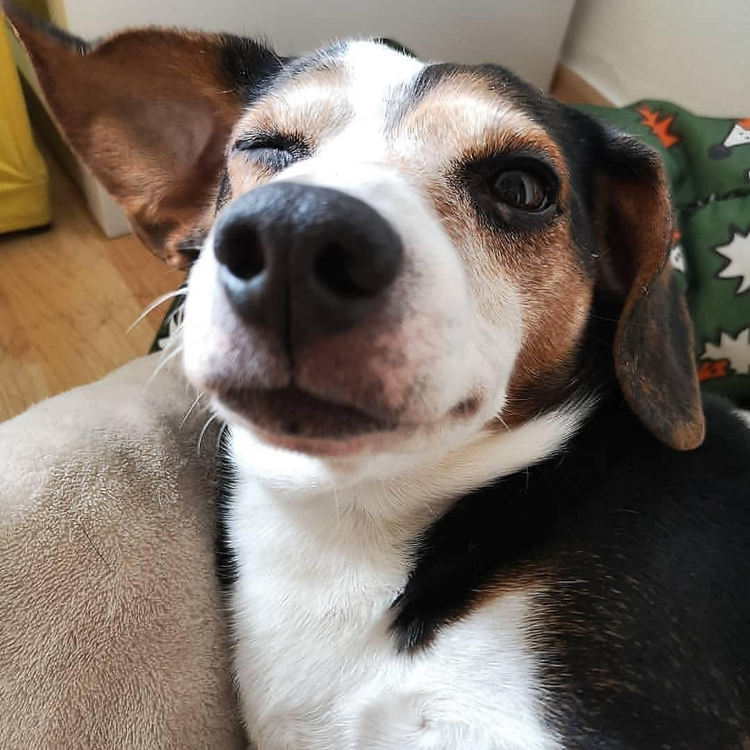 不同的狗狗同样的飞眼,你喜欢哪一款?