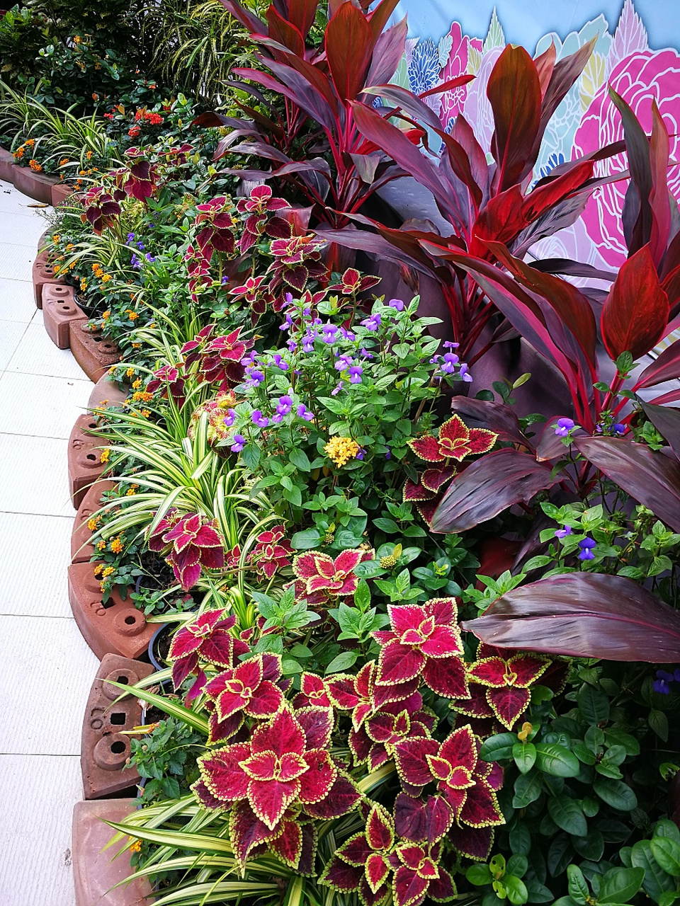 彩叶草:色彩鲜艳,品种甚多,繁殖容易,为应用较广的观叶花卉,除可作