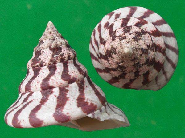 大马蹄螺知识科普,教你轻松识别大马蹄螺