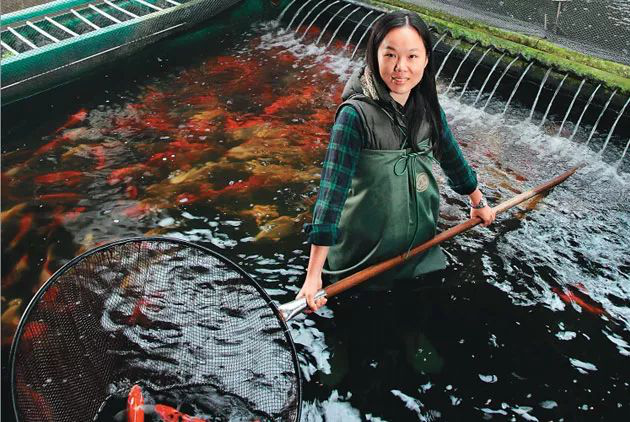 最牛养鱼人:26岁欠债2亿,她从清华辍学养鱼,一条卖了1500万