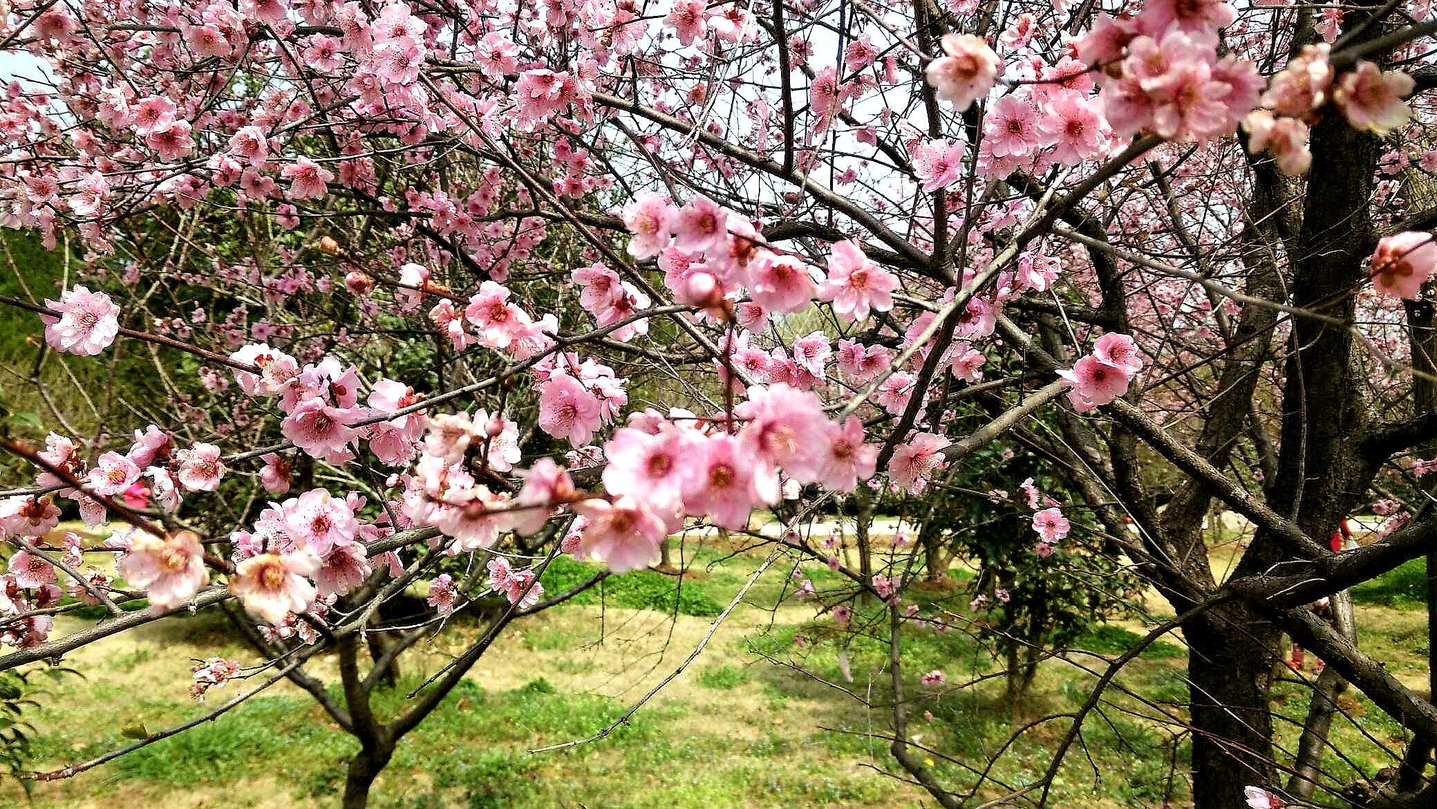 南京梅花山的梅花开了