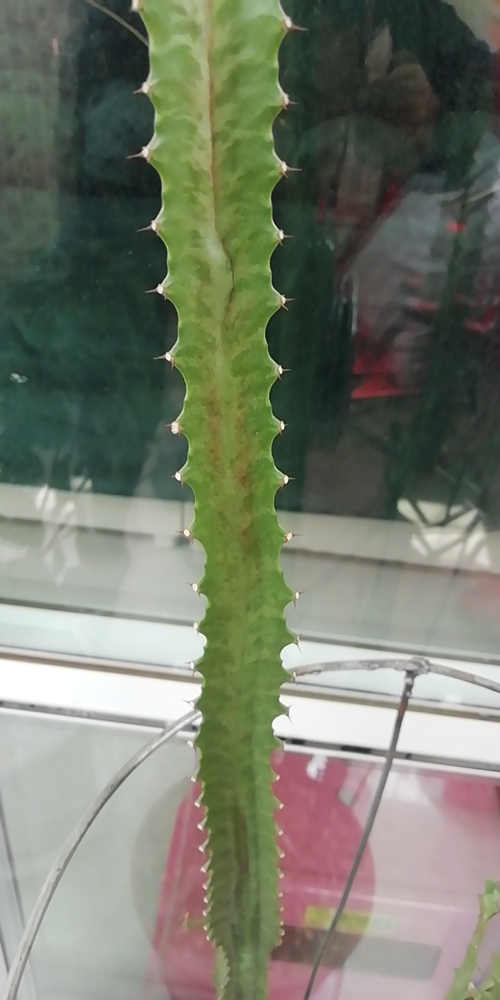 百度爱采购首页 商品专题_龙骨龙骨花根系出问题怎么治?