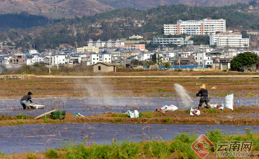 「高清组图」云南弥勒:人勤春早种藕忙