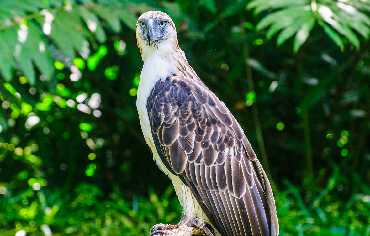 食猿雕和金雕哪个厉害?