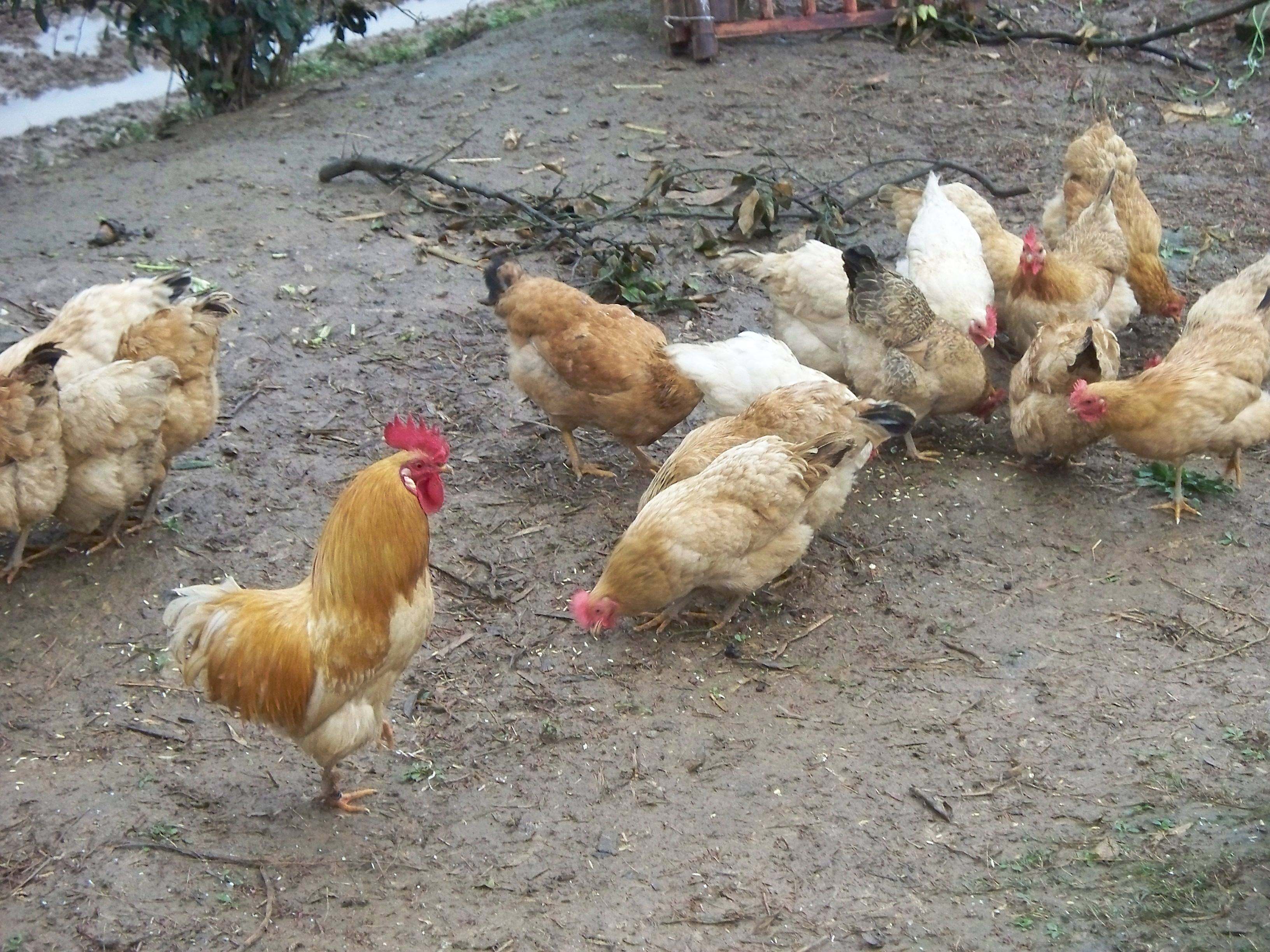 农村的鸡多少钱一斤 - 2020年最新商品信息聚合专区 - 百度爱采购