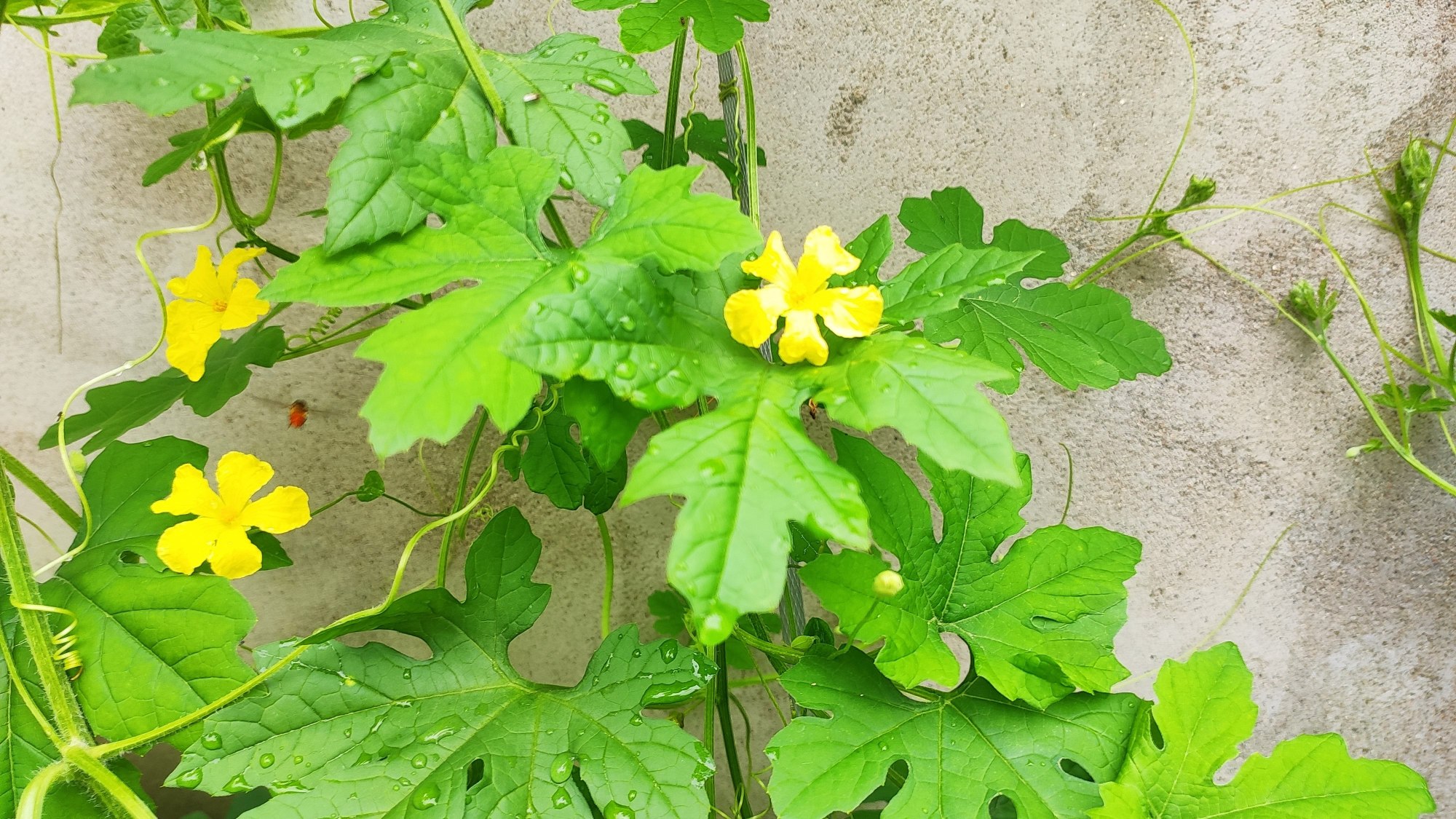 野生苦瓜蒌叶子图片