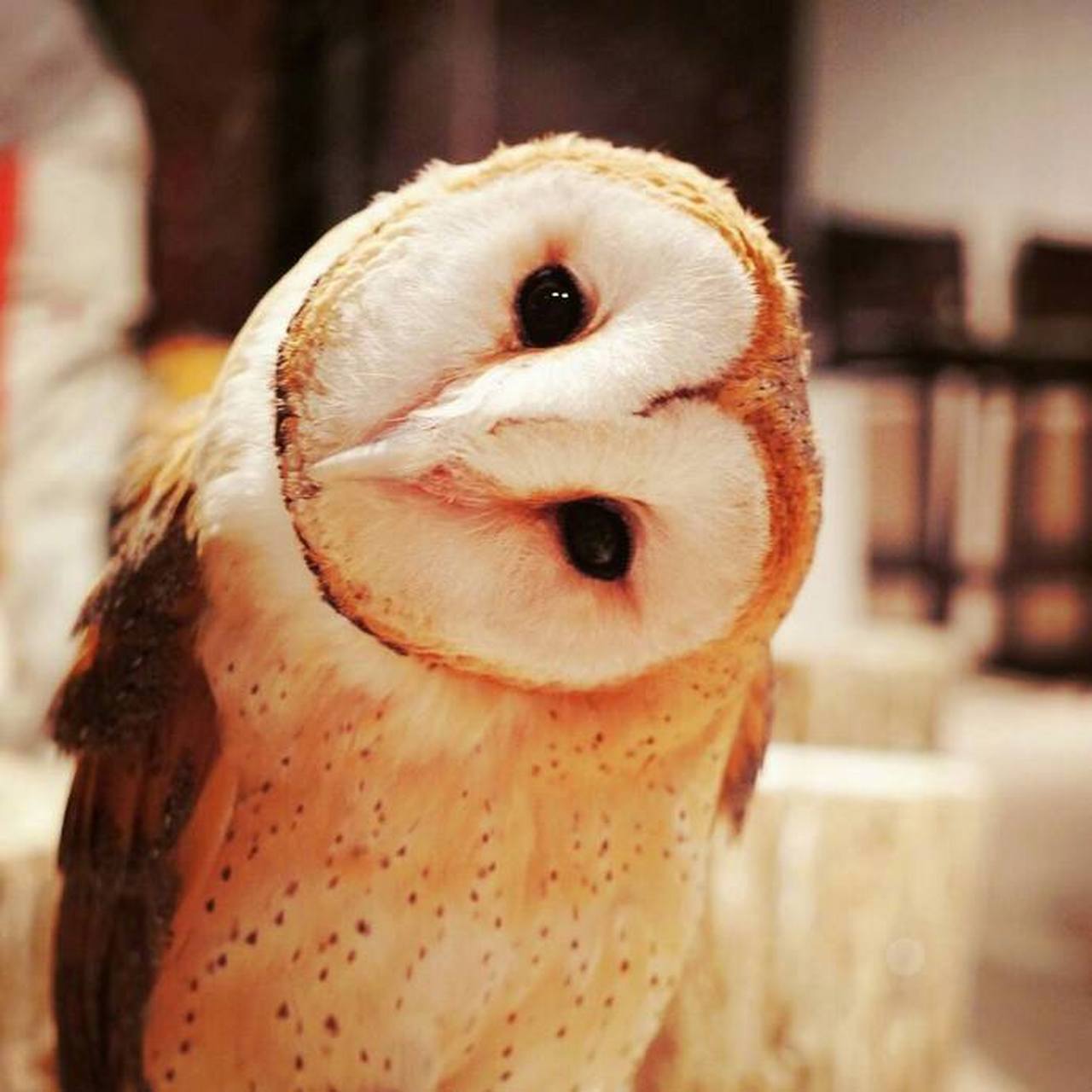 来自猫头鹰的歪头杀 想不到森林卫士也会歪头卖萌 这一招=~ω~=