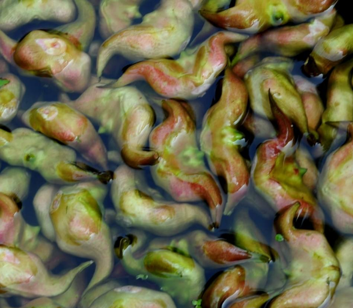 一种长在水里的水果,国外泛滥成灾,移植我国后成了农民摇钱树