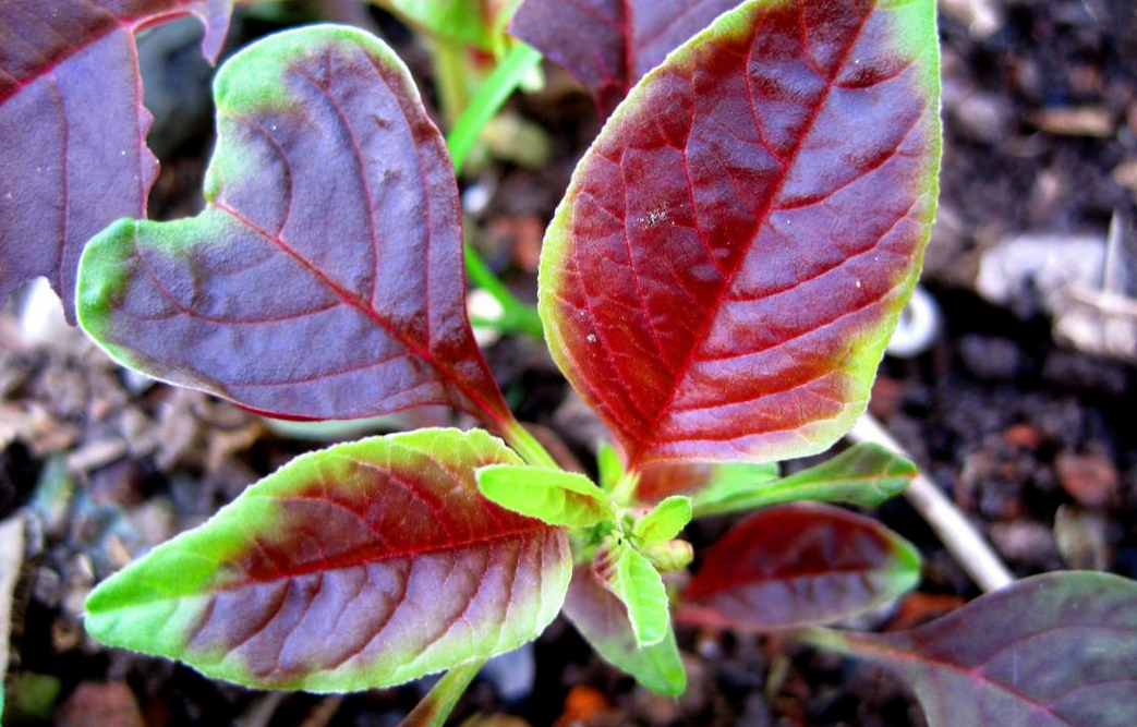苋菜按其颜色分红苋,绿苋和红绿杂色三种!