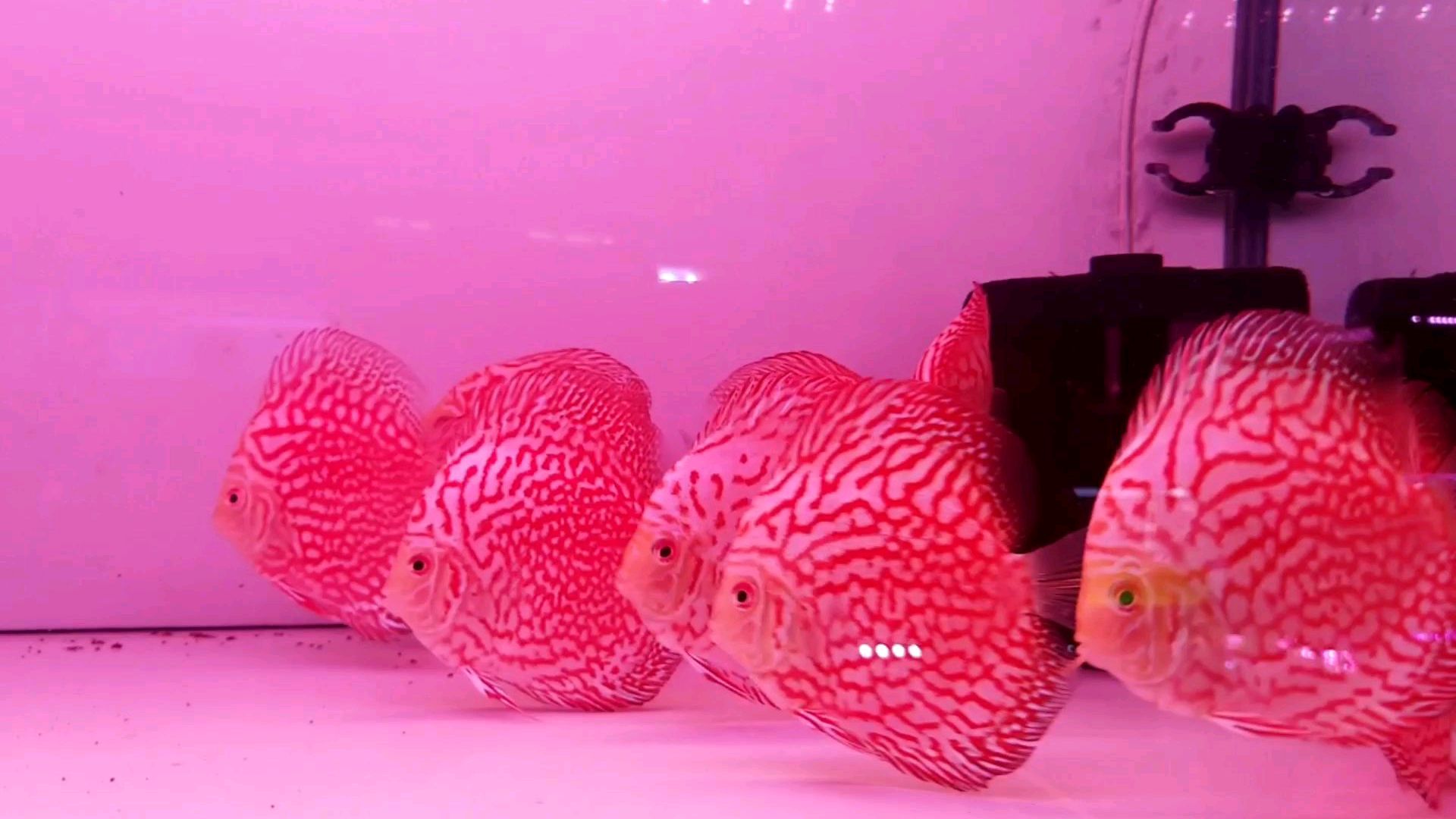 两个小妙招解决七彩神仙鱼鸽子系黑纱问题