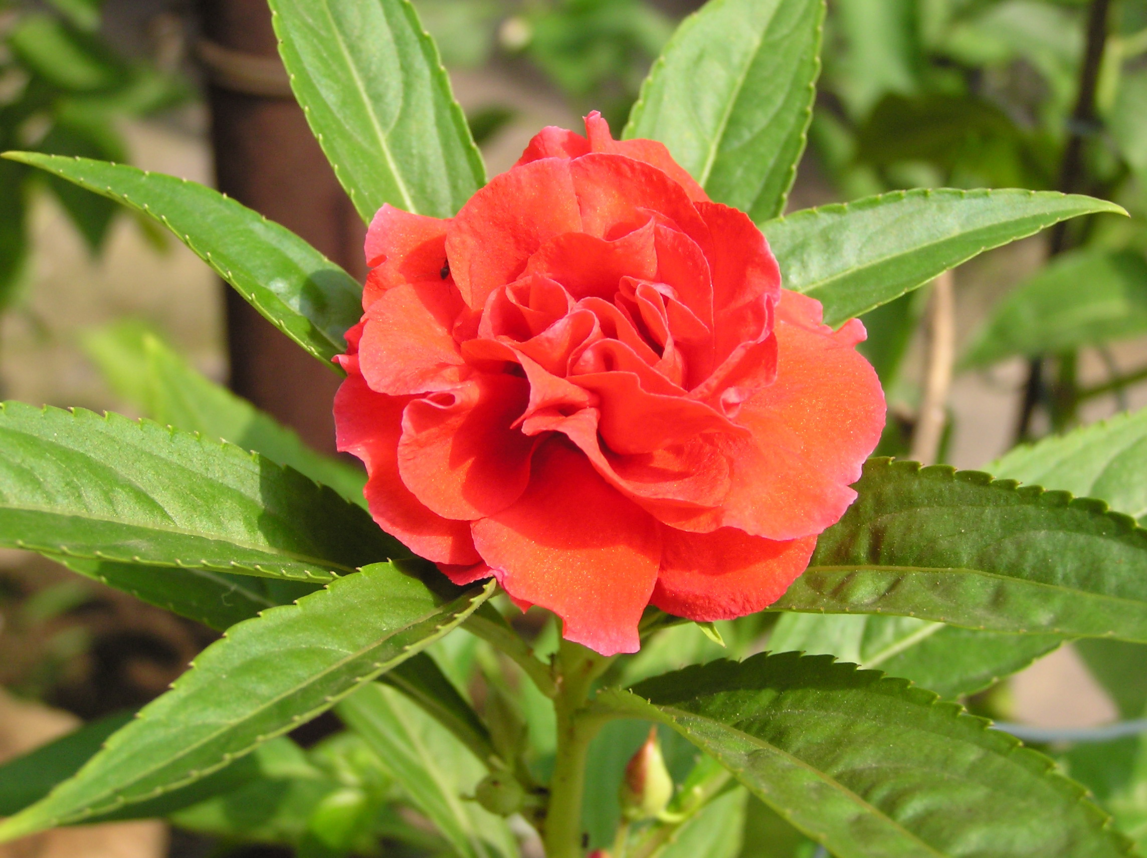 鳳仙花怎麼栽種?配土要用