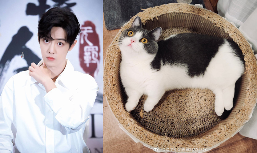 肖战瞪大眼睛的样子,像极了那只叫坚果的猫