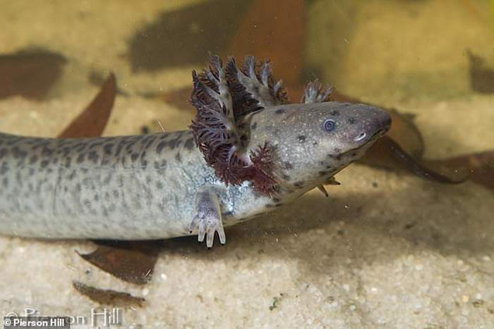 最奇怪的一种鳗螈,它长有豹子的斑纹和鳗鱼的身体