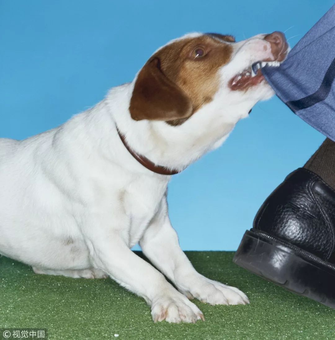 小偷入室偷吃的,吃累了钻女主人床底睡觉!狗都看不下去了