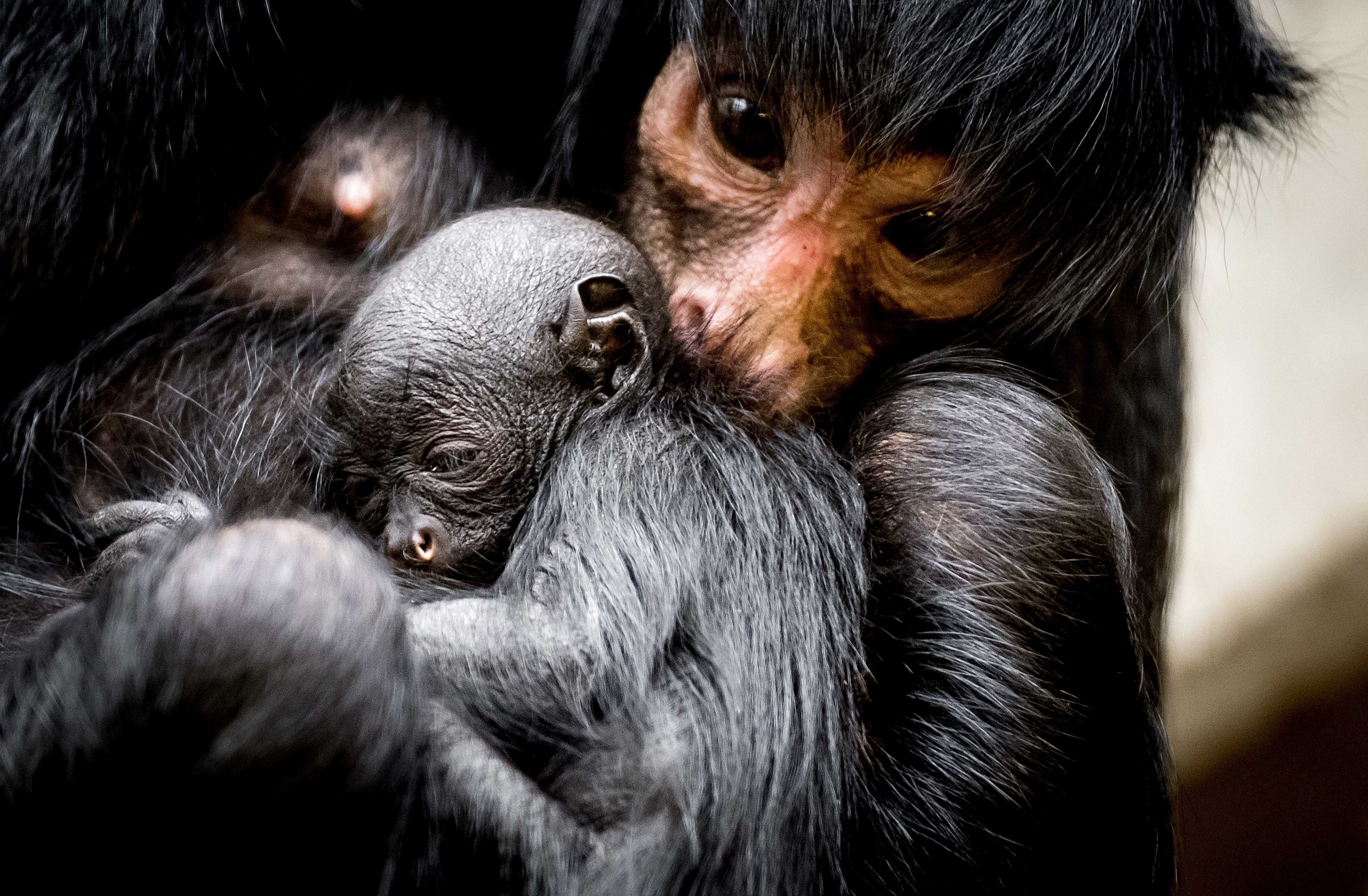 红脸蜘蛛猴幼崽(3)