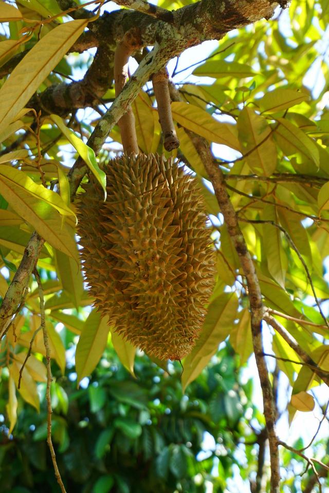 普吉岛行之二 色彩盛宴,大象乐园,众多水果的故乡!