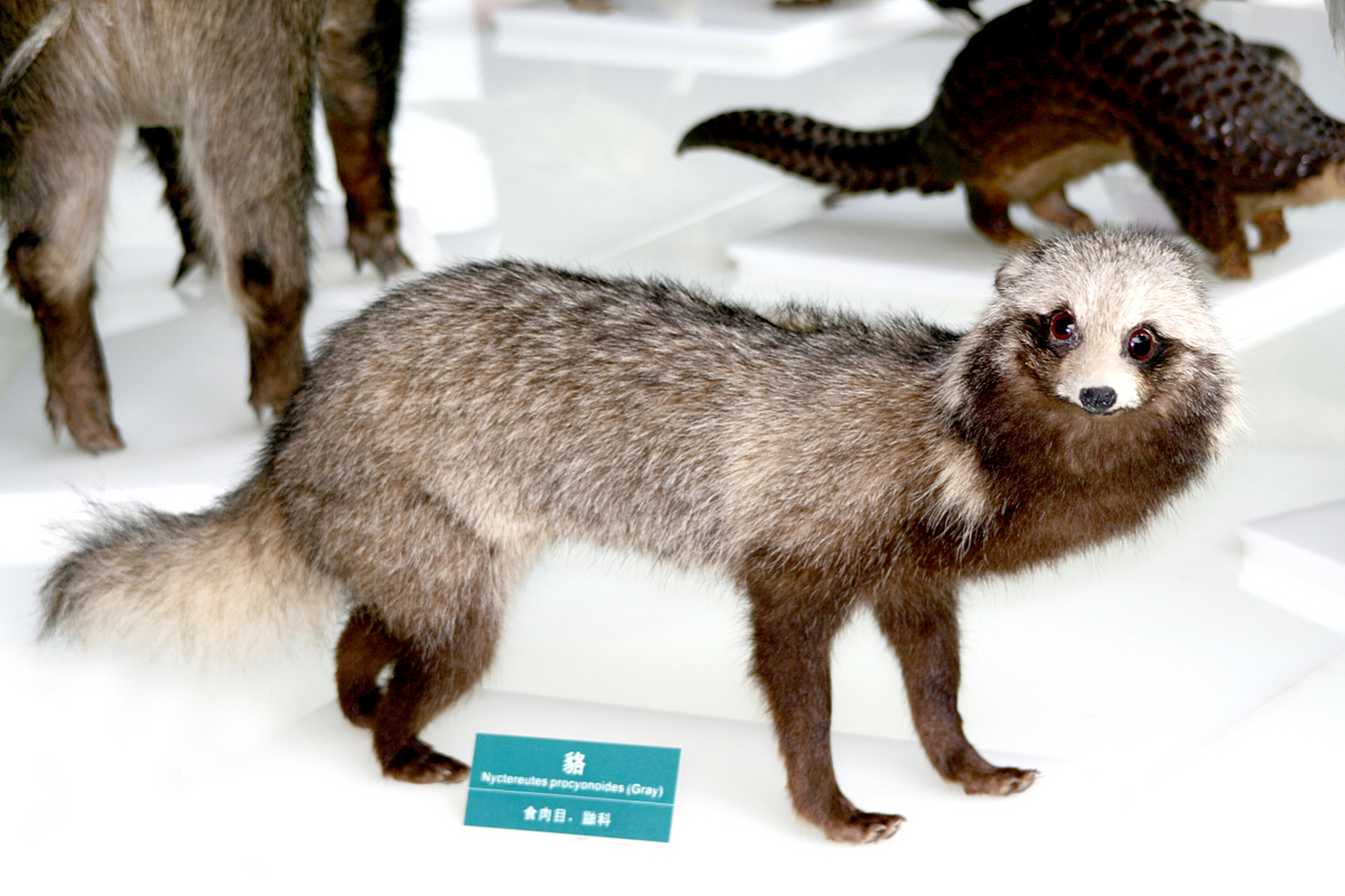 最近,有网友在长白山景区拍摄到了国家一级保护动物紫貂!