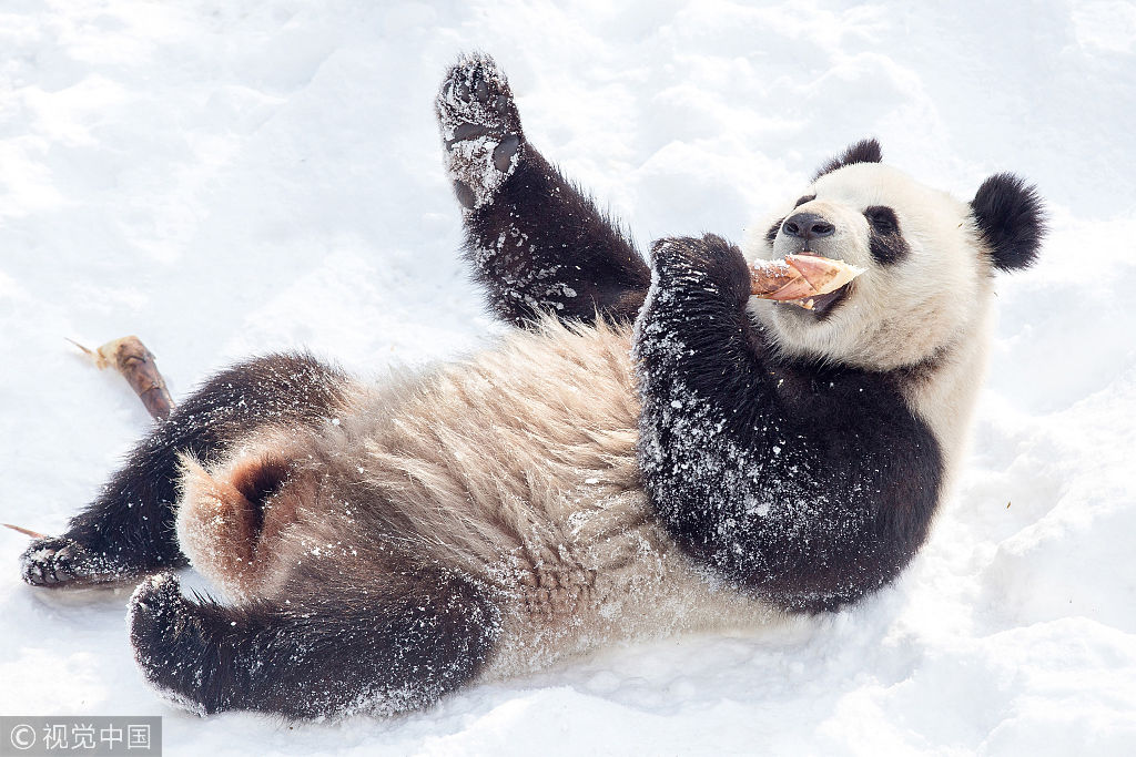 南京大熊猫雪地撒欢打滚萌态十足