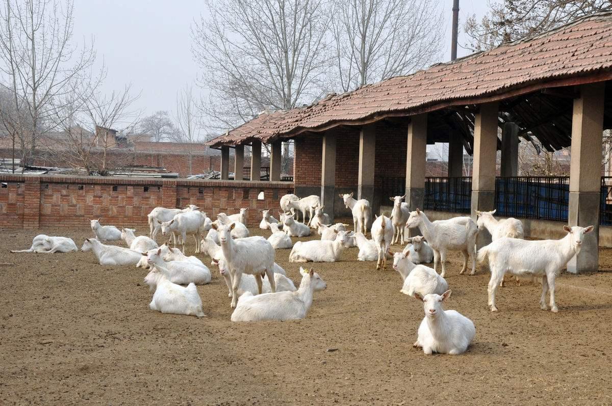 环保大环境下,专家:猪圈要拆羊圈要拆,连土灶都要拆除!